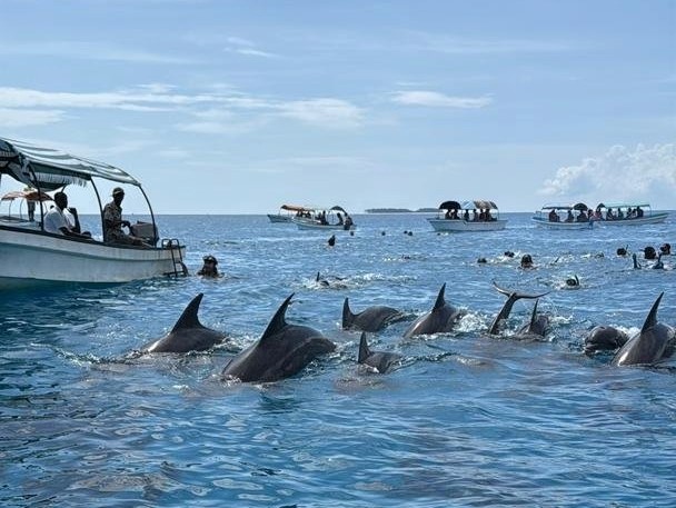 Safari Blue zanzibar